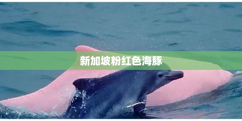 小米6啥时候上市的